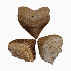 Fossil shark teeth for sale  Delivered anywhere in USA 