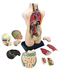 Eduplay 120054 torso gebraucht kaufen  Wird an jeden Ort in Deutschland