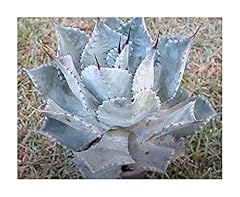 Pezzi 10x agave usato  Spedito ovunque in Italia 