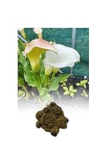 Zantedeschia white calla for sale  Delivered anywhere in UK