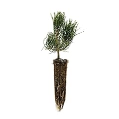 Mugo pine small for sale  Delivered anywhere in USA 