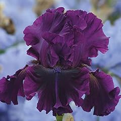 Bearded iris veronica for sale  Delivered anywhere in USA 