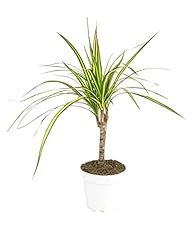 Small size dracaena for sale  Delivered anywhere in USA 