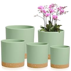6.5 inch plant for sale  Delivered anywhere in USA 