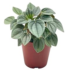 Bubbleblooms green ripple for sale  Delivered anywhere in USA 