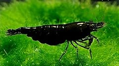 Shrimprack neocaridina freshwa for sale  Delivered anywhere in USA 