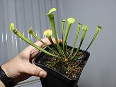 Pitcher plant sarracenia for sale  Delivered anywhere in UK