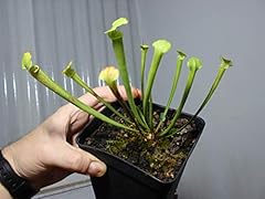 Pitcher plant sarracenia for sale  Delivered anywhere in Ireland