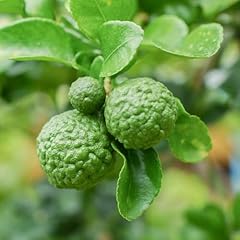 Yougarden citrus kaffir for sale  Delivered anywhere in UK