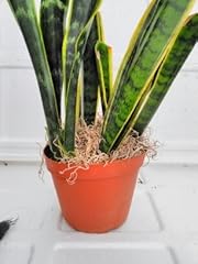Snake plant moss for sale  Delivered anywhere in USA 
