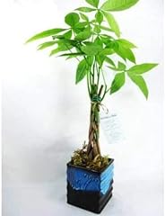 Money tree plants for sale  Delivered anywhere in USA 