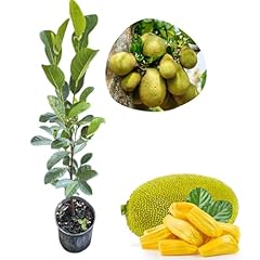Jackfruit plant live for sale  Delivered anywhere in USA 