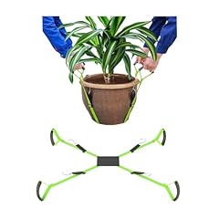 Bbpara potted plant for sale  Delivered anywhere in USA 