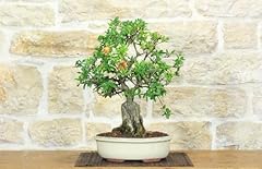 Bonsai melograno usato  Spedito ovunque in Italia 