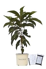 Loquat tree gallon for sale  Delivered anywhere in USA 