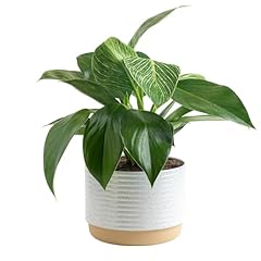 Costa farms live for sale  Delivered anywhere in USA 