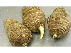 Live colocasia esculenta for sale  Delivered anywhere in USA 
