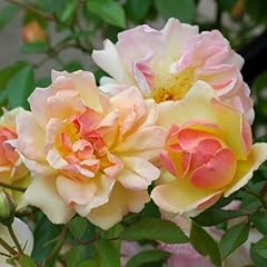 Peter beales roses for sale  Delivered anywhere in UK