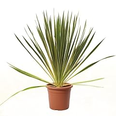 Kentis yucca filamentosa d'occasion  Livré partout en France