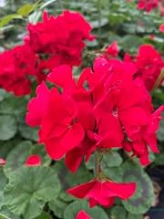 Geranium maverick red for sale  Delivered anywhere in USA 