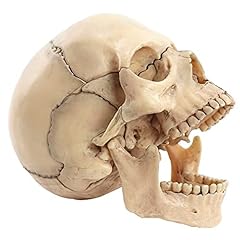 Kcvc cranio anatomico usato  Spedito ovunque in Italia 