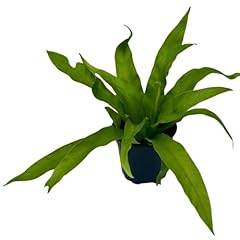 Plantvers live fern for sale  Delivered anywhere in USA 