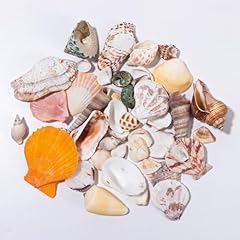Conchiglie decorative 120 usato  Spedito ovunque in Italia 