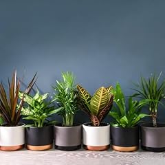 Air purifying evergreen for sale  Delivered anywhere in UK