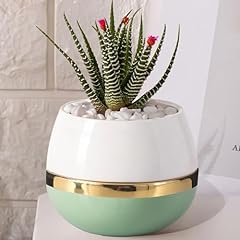 Willowy small succulent for sale  Delivered anywhere in USA 