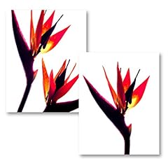 Bird paradise gorgeous for sale  Delivered anywhere in USA 
