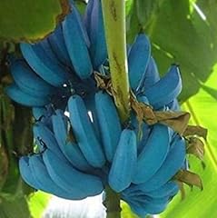 Generic blue java for sale  Delivered anywhere in USA 