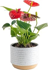 Costa farms anthurium for sale  Delivered anywhere in USA 
