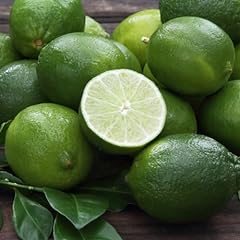 Persian lime tree for sale  Delivered anywhere in USA 