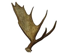 Whole moose antler for sale  Delivered anywhere in USA 