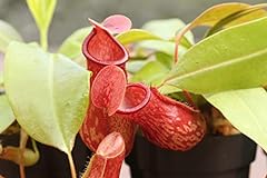Nepenthes gaya pitcher for sale  Delivered anywhere in USA 