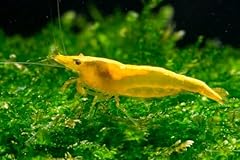 Shrimprack neocaridina freshwa for sale  Delivered anywhere in USA 