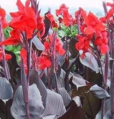 Canna lily bulbs for sale  Delivered anywhere in USA 
