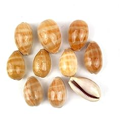 Heyiwell 10pc cypraea for sale  Delivered anywhere in USA 