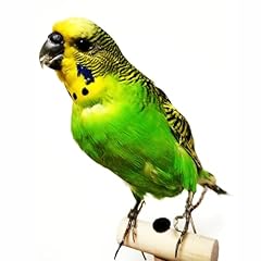 Real parrot specimen for sale  Delivered anywhere in USA 
