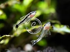 Swimming creatures otocinclus for sale  Delivered anywhere in USA 