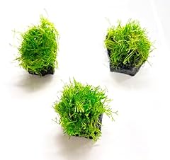 Aquagardens crystalwort lava for sale  Delivered anywhere in USA 