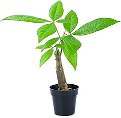 Live money tree for sale  Delivered anywhere in USA 