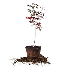Perfect plants japanese for sale  Delivered anywhere in USA 