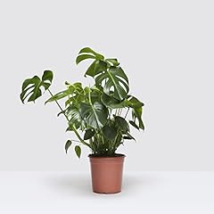 Medium indoor plant for sale  Delivered anywhere in Ireland