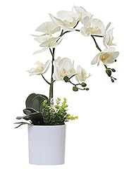 Olrla white orchid for sale  Delivered anywhere in USA 