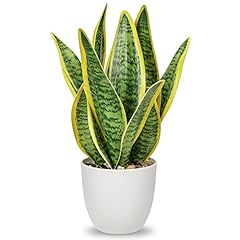 Sansevieria kunstpflanze keram gebraucht kaufen  Wird an jeden Ort in Deutschland