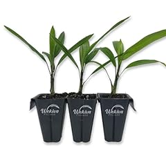 Lady palm live for sale  Delivered anywhere in USA 