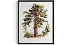 Coast redwood tree for sale  Delivered anywhere in USA 