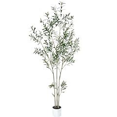 Feet olive tree for sale  Delivered anywhere in USA 