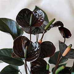 Mitraee black anthurium for sale  Delivered anywhere in USA 